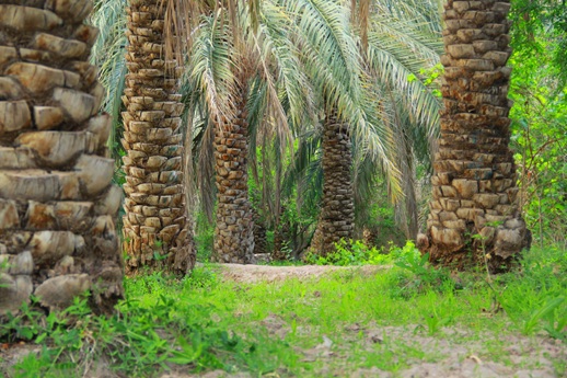 نخلستان بم