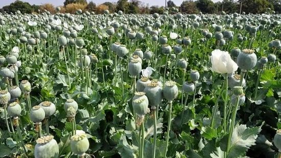 کشت خشخاش در ایران افزایش یافت/بعضی استان‌ها جای برنج، خشخاش می‌کارند