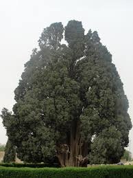 سرو کهنسال مُحی‌آباد کرمان نماد پایداری و پیروزی
