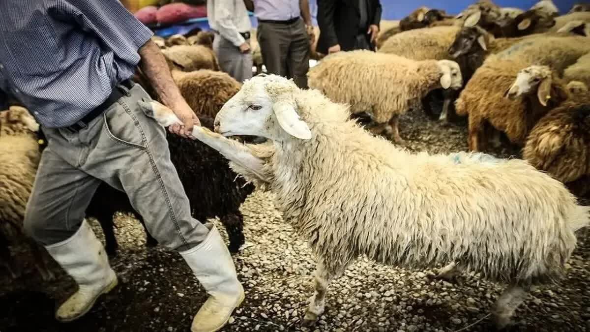  نرخ دام زنده در آستانه عید قربان
