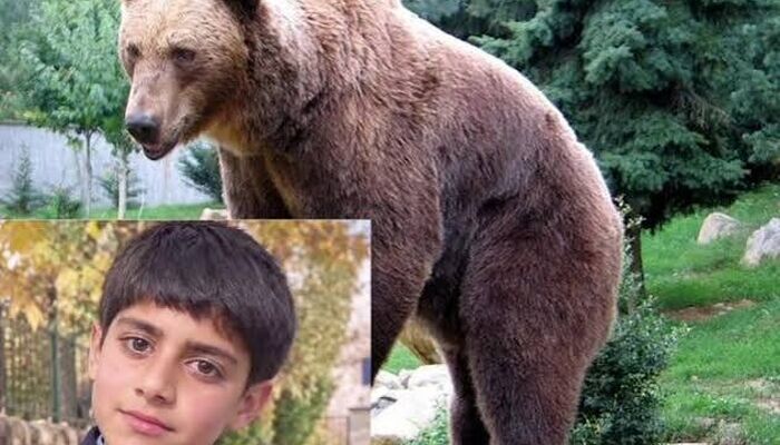 ورود دستگاه قضایی به پرونده جان باختن نوجوان ۱۴ ساله براثر حمله خرس در ساردوئیه