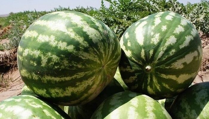 ببینید | پهپادهای چینی هندوانه بار می‌زنند