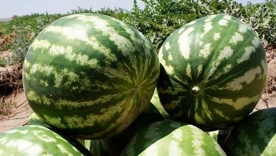 ببینید | پهپادهای چینی هندوانه بار می‌زنند