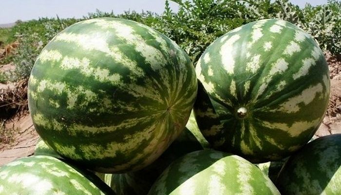 ببینید | پهپادهای چینی هندوانه بار می‌زنند