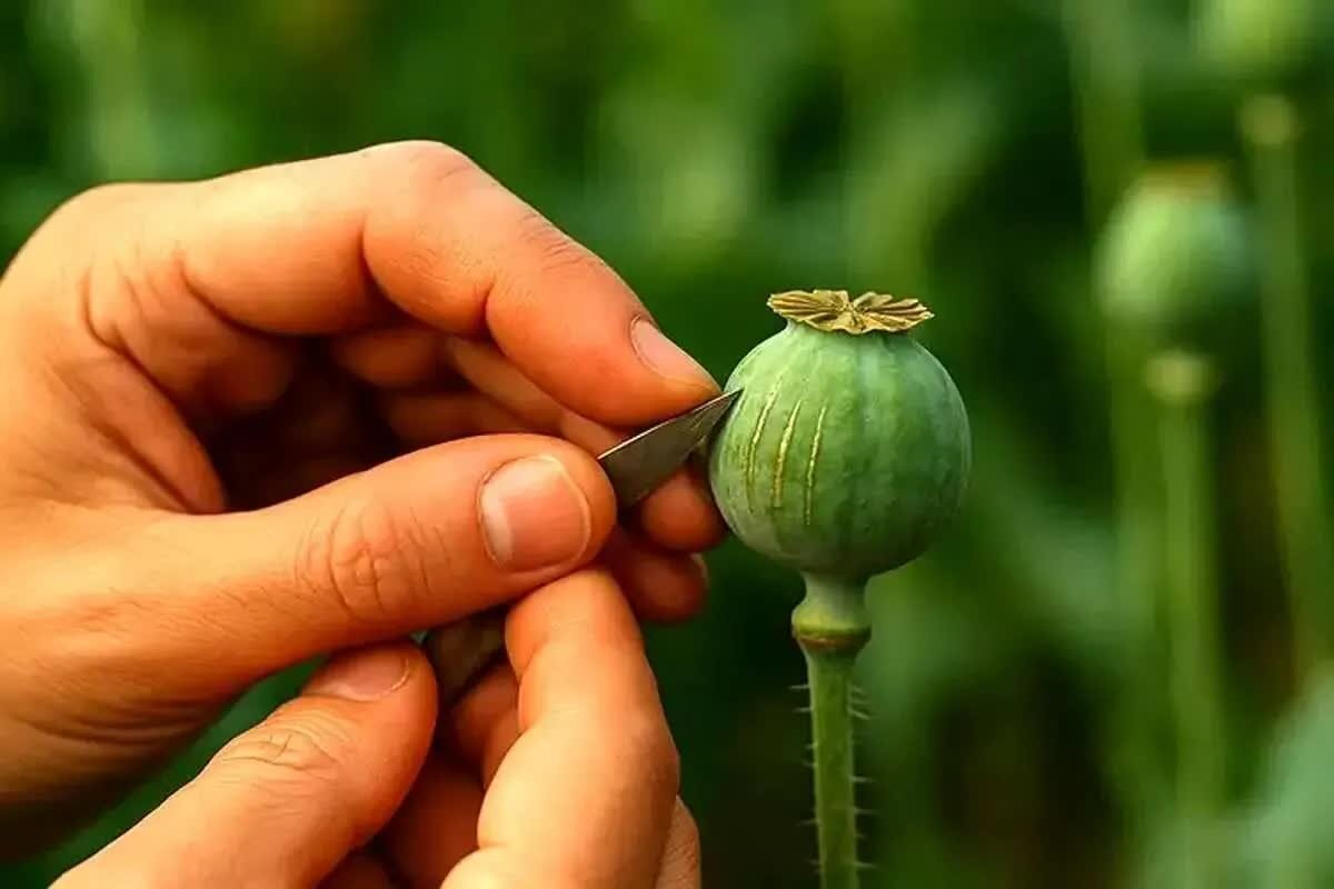 رصد ماهواره‌ای کشت غیرقانونی مخدر از سال آینده
