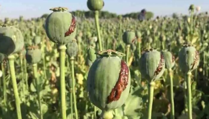 جزییات مجازات کاشت خشخاش/ شرایط کشت مجاز و قانونی تریاک