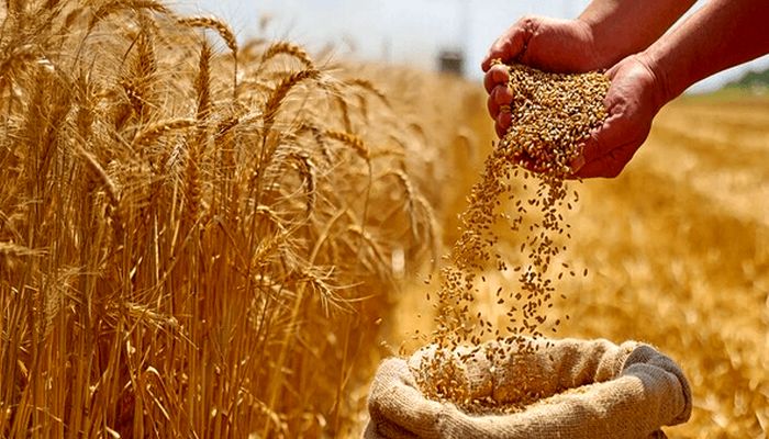 آغاز خرید تضمینی گندم با پرداخت علی‌الحساب