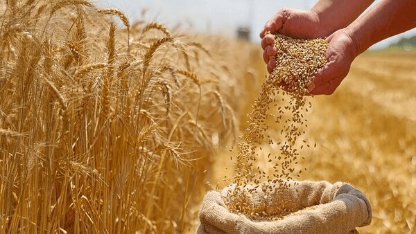 آغاز خرید تضمینی گندم با پرداخت علی‌الحساب